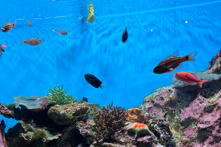 水族館